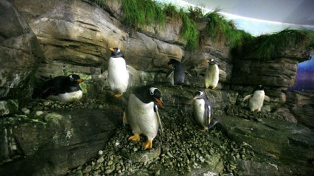 Imagen de varios pingüinos Juanito en el Oceanogràfic