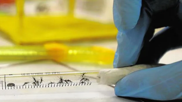 Muestras del mosquito tigre transmisor del virus Zika en un laboratorio.