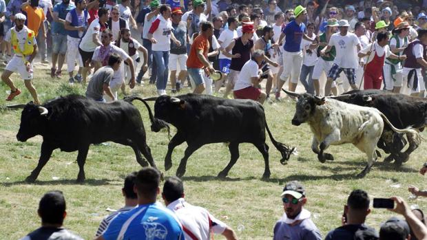 Salida de los novillos en La Saca de Soria