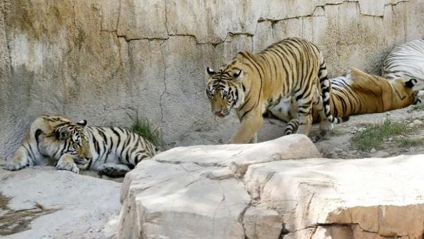 Tigres en Terra Natura.