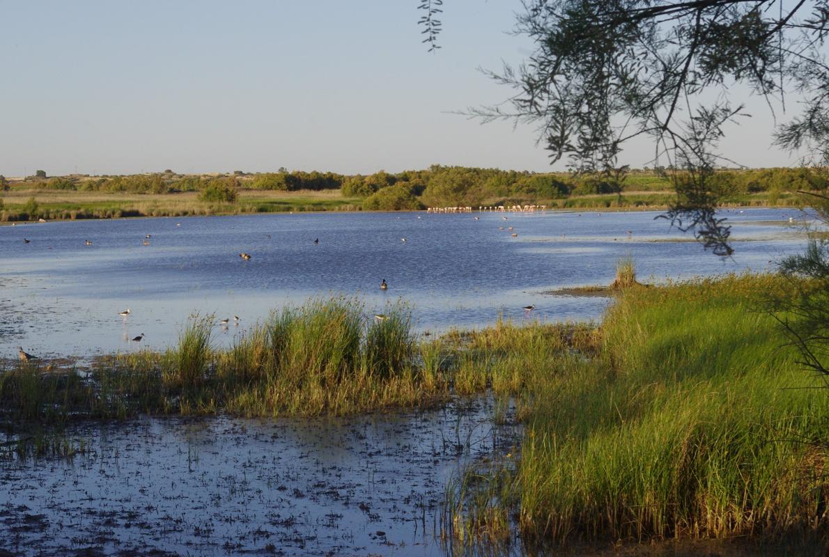 Una de las lagunas de la reserva ornitológica «Los Charcones»