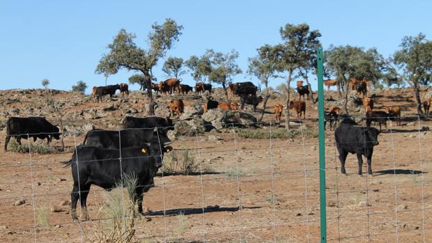 Cabezas de ganado que la Diputación ha puesto a la venta