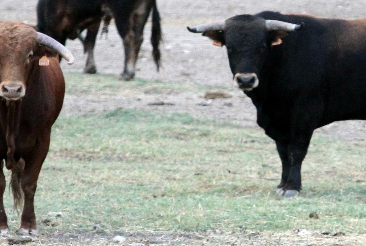 Kuna, con los toros de lidia de una ganadería toledana