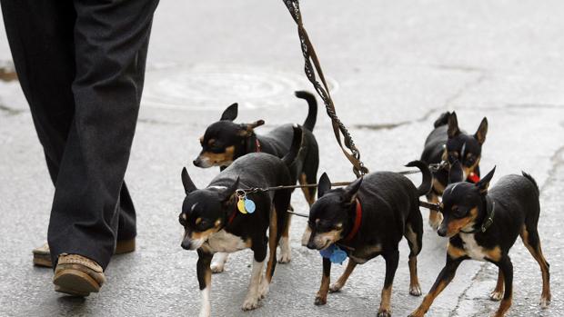 La Policía Local sanciona en Valencia a 72 propietarios de mascotas en dos semanas