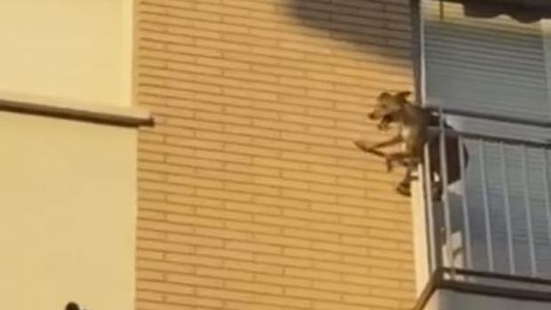 Imagen del perro que saltó desde uin balcón este martes en un pueblo de Barcelona
