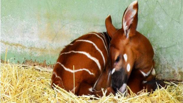 Imagen del antílope recién nacido, que ahora descansa junto a su madre en el recinto interior