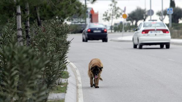 Un perro vaga abandonado por una carretera