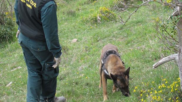 Un perro de la Guardia Civil buscando veneno