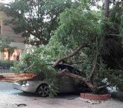 Una rama caída sobre un coche