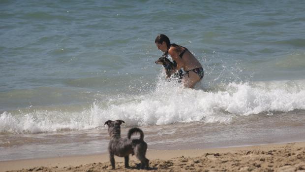 Un par de perros ayer disfrutando en la nueva playa canina de Barcelona