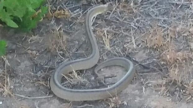 La serpiente, tras ser capturada por los bomberos, fue soltada en un campo a las afueras de la localidad