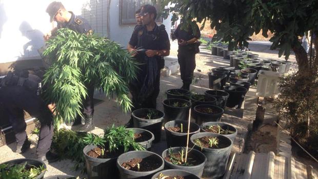 Algunas de las plantas de marihuana localizadas en el registro.