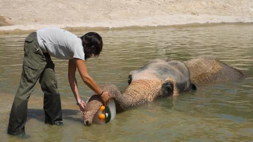 Un cuidador da de comer a la elefanta Petita en Terra Natura