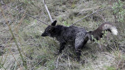 Un zorro en la Sierra de Mariola.