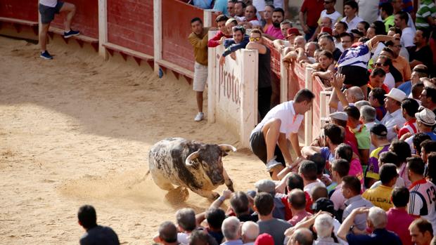 El tradicional encierro de Peñafiel arrancó a las 9.30 horas de la mañana