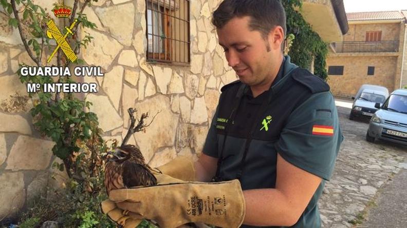 Agente de la Guardia Civil sostiene el animal recuperado