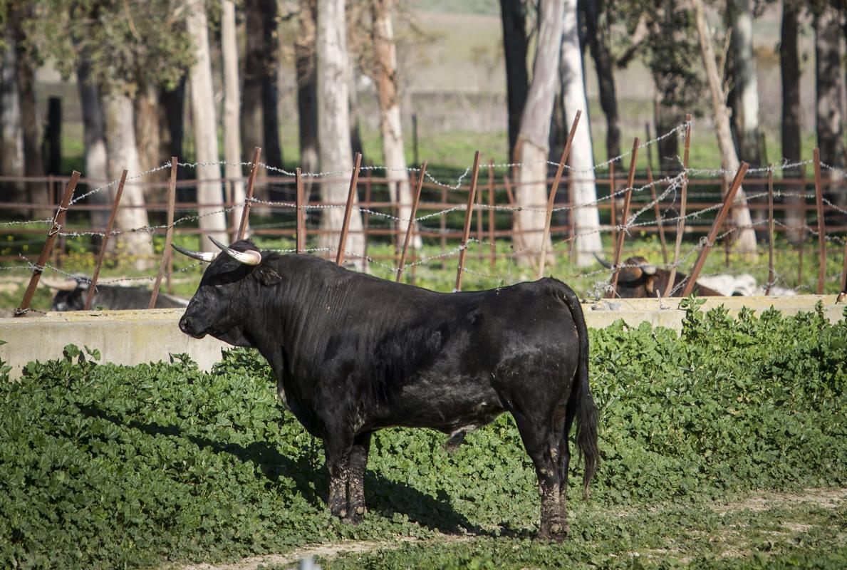 El astado alcanzó al hombre tras separarse de la manada