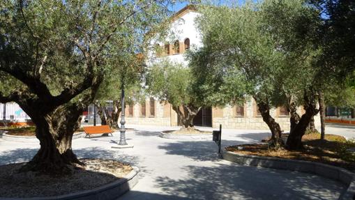 Varios olivos que rodean la entrada a la ermita del Cristo de la salud de Valdemoro