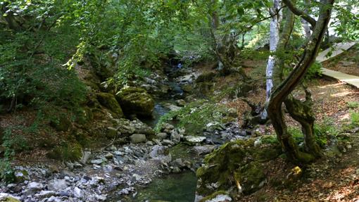 Riachuelo del bosque de Ciñera, en la provincia de León