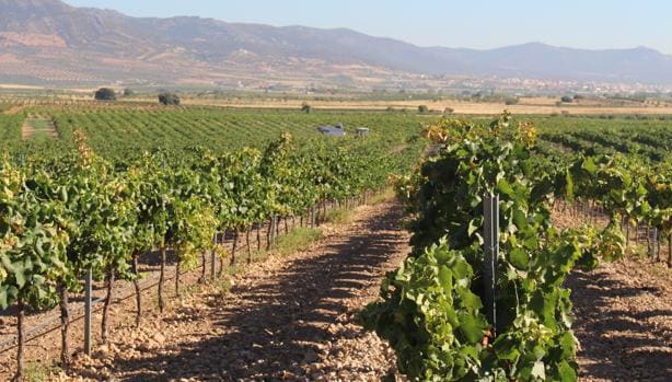 Castilla-La Mancha es la región con la mayor superficie de viñedo del mundo