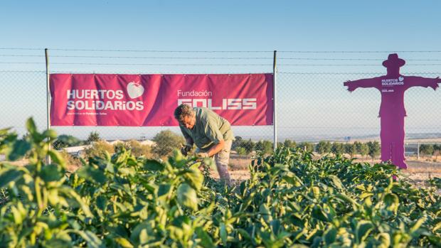 Un vídeo resume la primera estación de la red de Huertos Solidarios de la Fundación Soliss