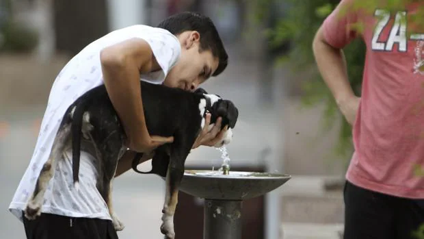 Un joven da de beber agua a su perro en una fuente de Almadén