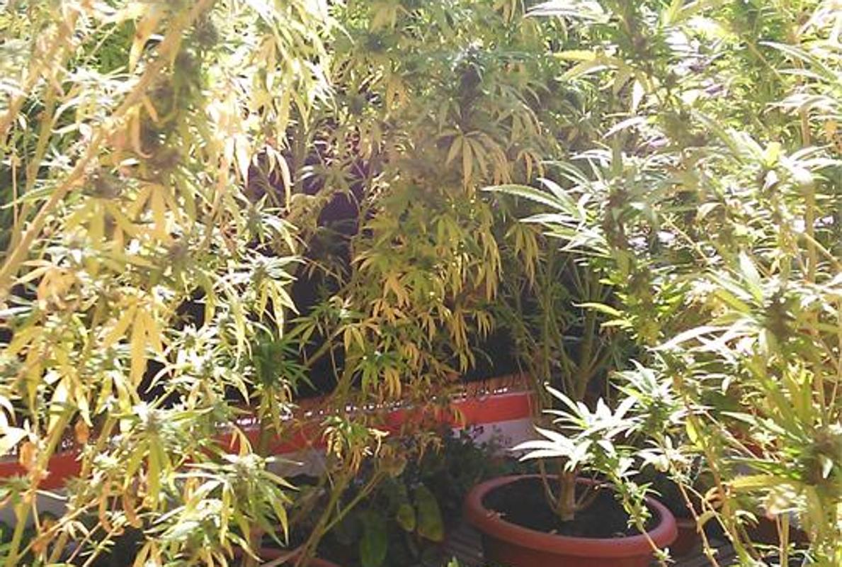 Plantas de marihuana encontradas durante el registro de la casa del detenido