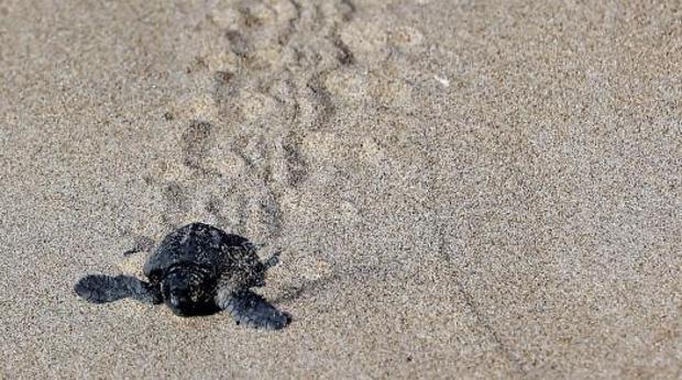 Una de las crías de tortuga boba nacida en El Saler.