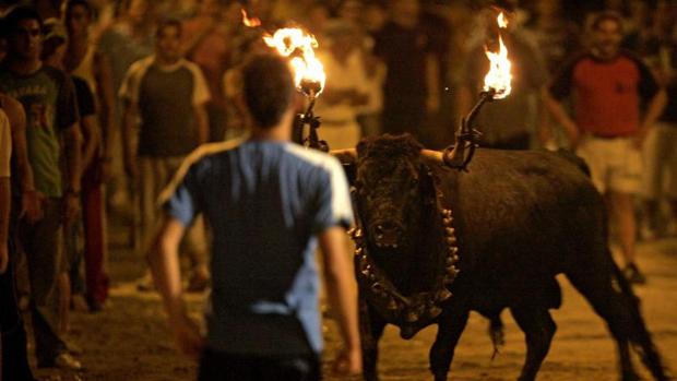 Celebración de la fiesta del «bou embolat» en Villarreal