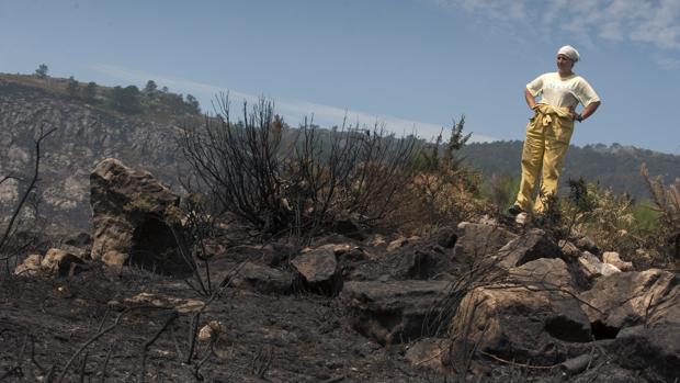 Cuidados intensivos para los montes arrasados por el fuego este verano