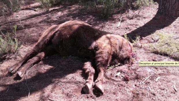 El bisonte decapitado en la reserva valenciana