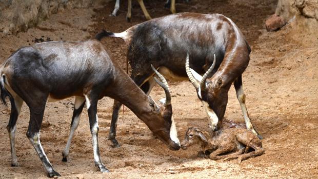 Imagen de la cría de blesbok tomada este martes en Bioparc Valencia