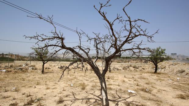 Las cuencas del Júcar y de Segura agonizan