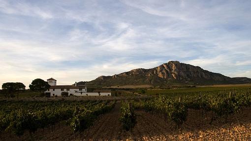 Vista de viñedo y edificio de Bodegas Almanseñas