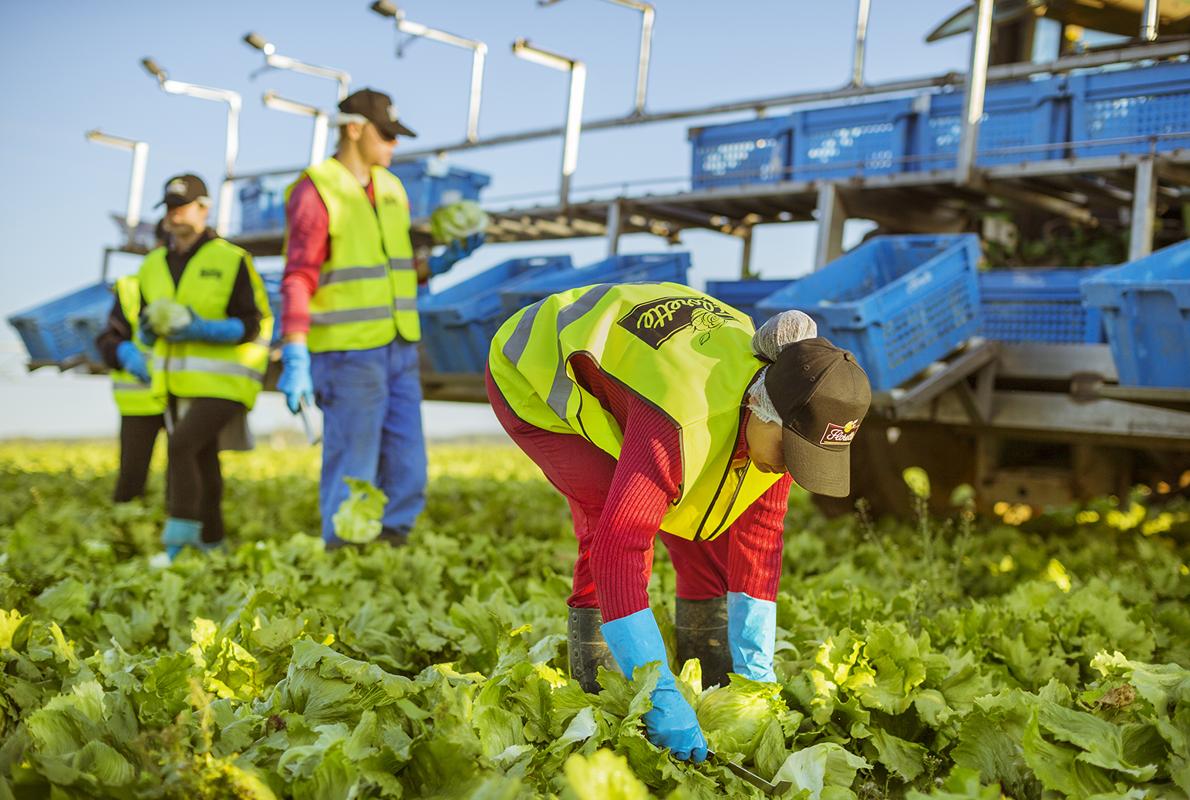 Los productos Florette se recolectan y llegan al consumidor en 24 horas