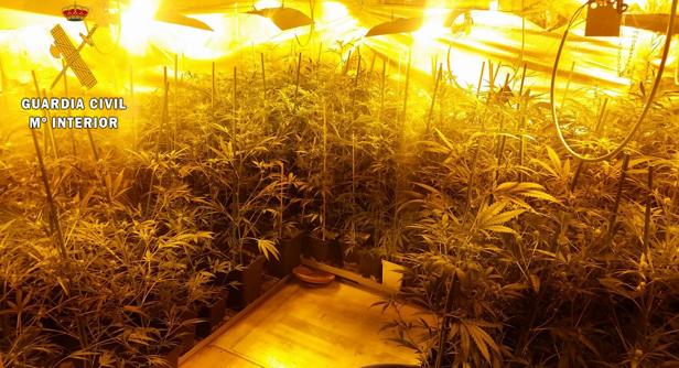Detienen a un hombre oculto en un armario, con 138 plantas de marihuana en su casa