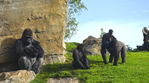 Familia de gorilas en Bioparc Valencia