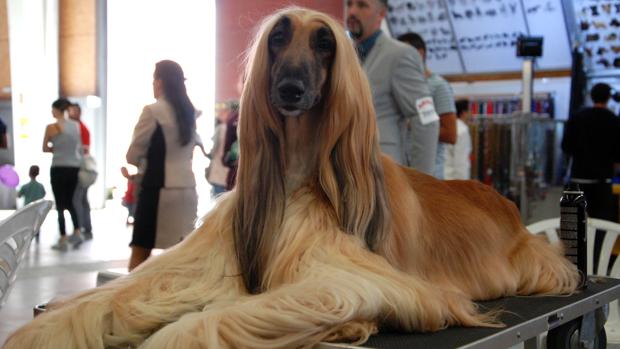 Animales de 20 países, en la XXXIII Exposición Internacional Canina de Otoño