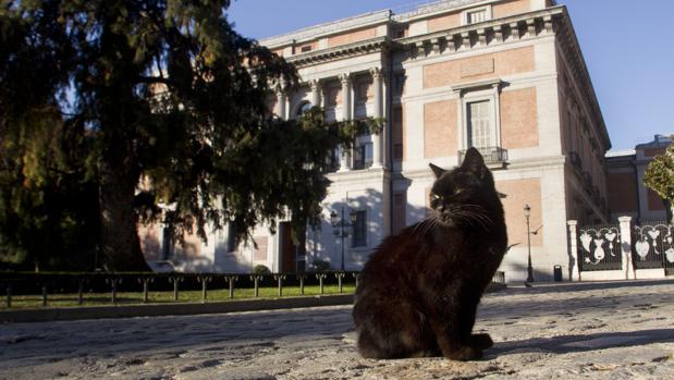 Un gato en el Paseo del Prado de Madrid