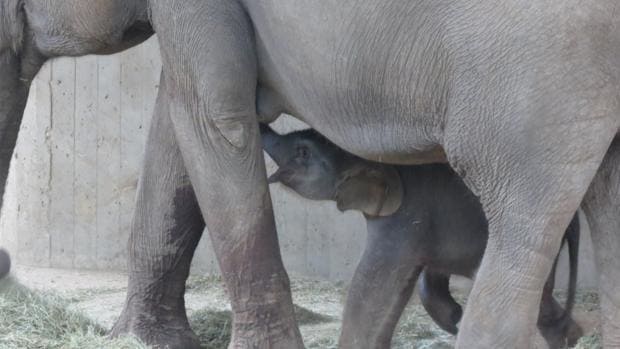 La nueva cría de elefante junto a su madre en el Zoo de Madrid