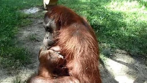 La orangután Surya junto a su cría