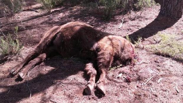 Uno de los bisontes decapitados hallados en la resrerva de Valdeserrillas