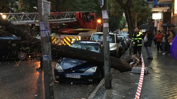 El árbol cayó encima de un coche aparcado en la acera