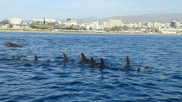 Delfines comiendo sardinas en el Sur de Gran Canaria
