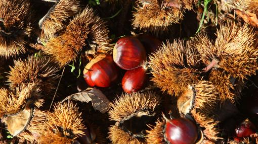 Los «siete pecados capitales» del Bierzo