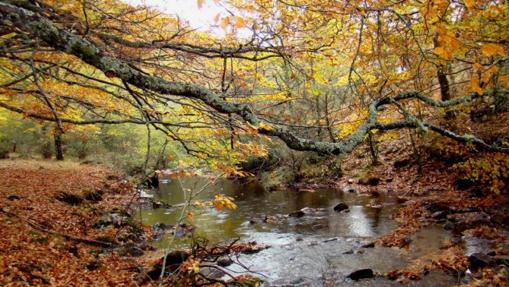 Disfrutar del otoño en Madrid, sin gastarse un euro