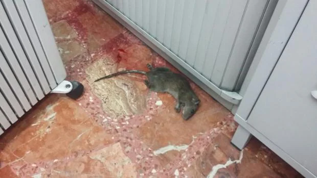 Una de las ratas aparecidas en el cuartel de Pinto, ya muerta