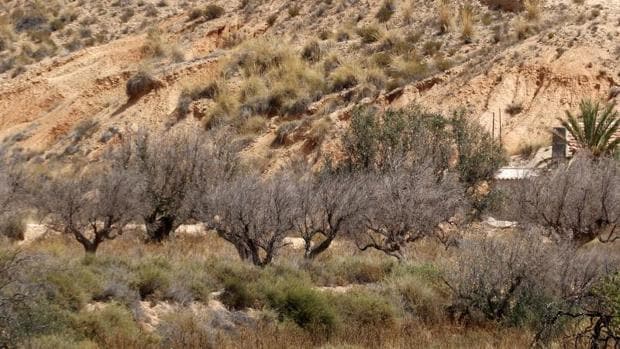 Árboles secos por falta de agua en la Vega Baja alicantina