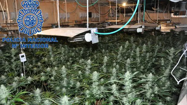 Plantaciones interiores de cannabis