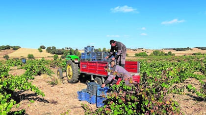 Vendimia en la Denominación de Origen Tierra de Zamora, donde la producción ha crecido un 30%